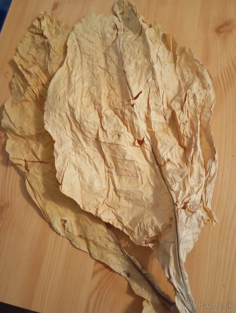 susene figove listy - 3