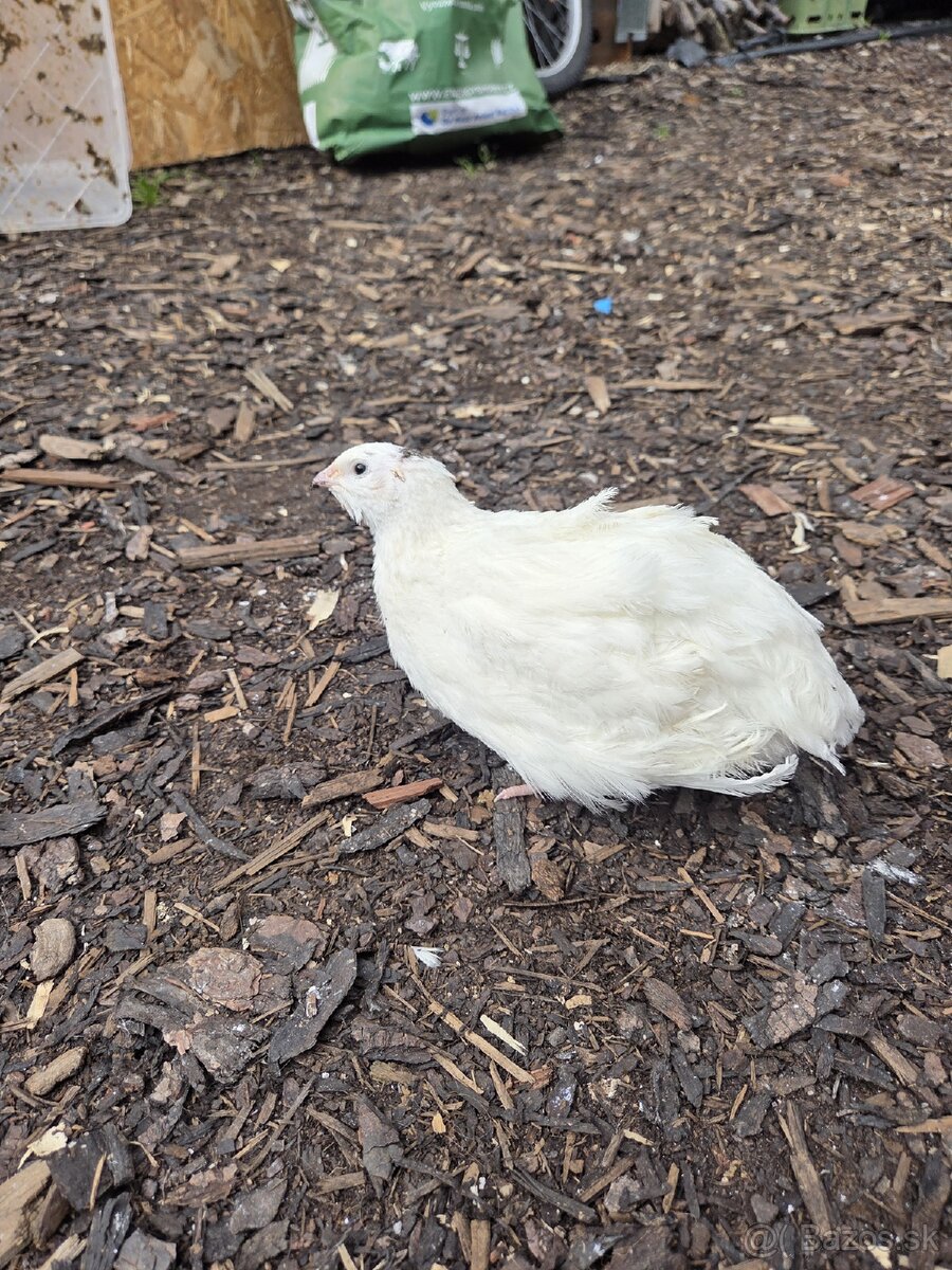 Kohúty prepelice Texas - 3