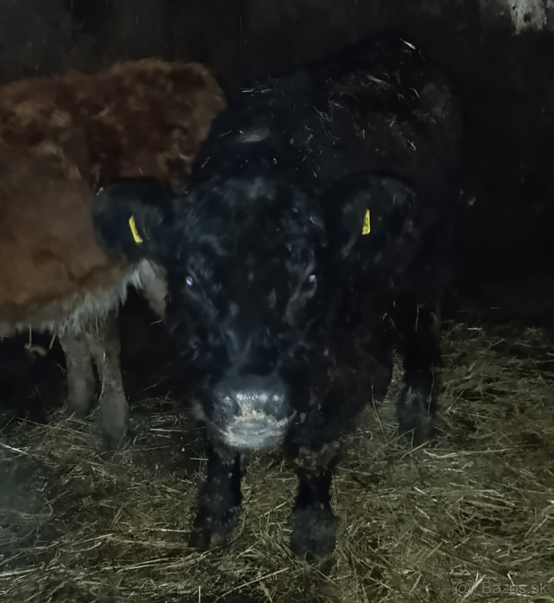 Jalovica Galloway - 3