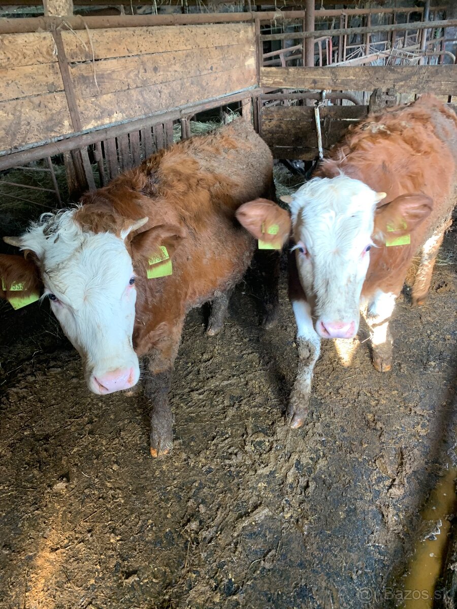 Predám mladý dobytok 8ks - 3