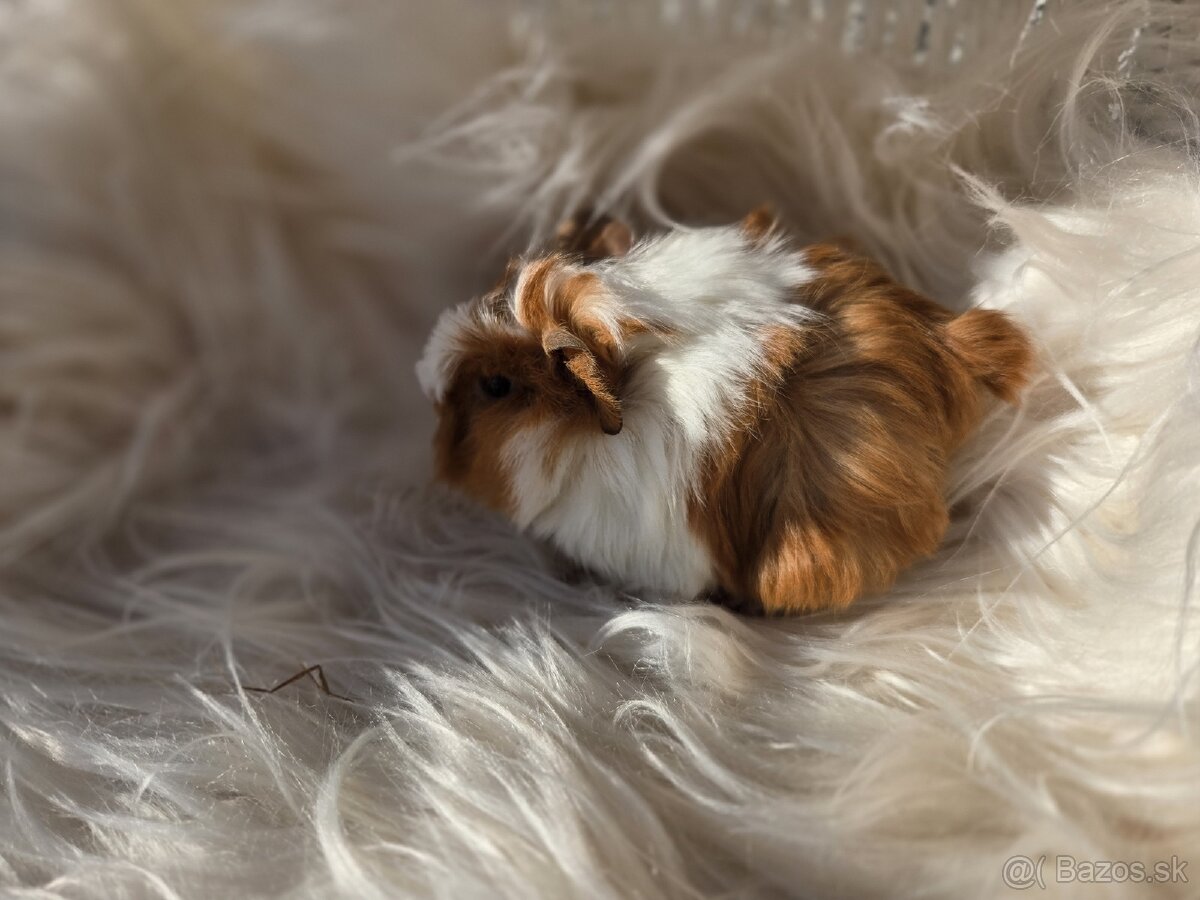 Morské prasiatka - 3