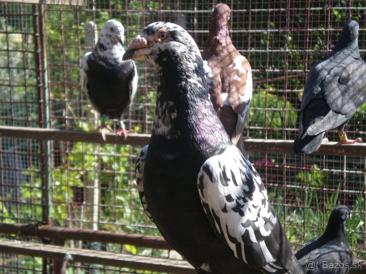 Predám poštové holuby - 3