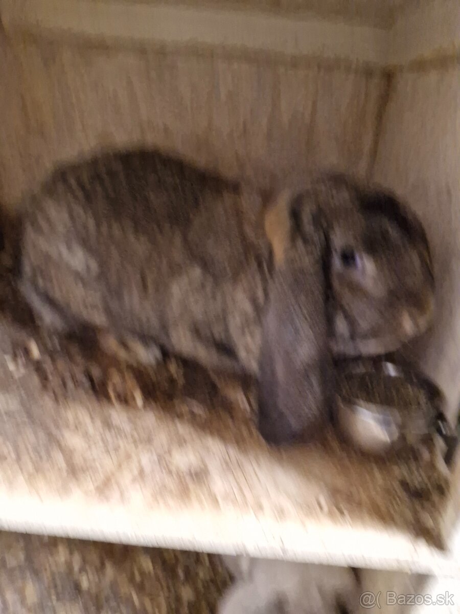 francuzsky baran - 3