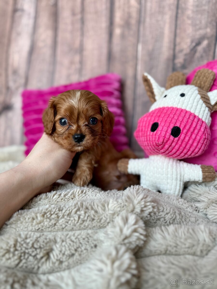 Kavalír King Charles španěl S PP - 3