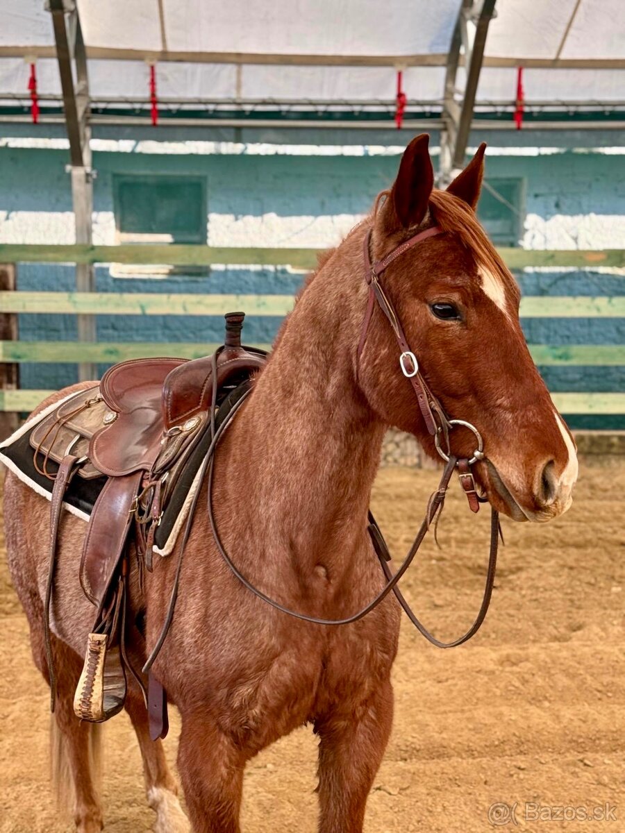 Na predaj 4r APH valach - 3