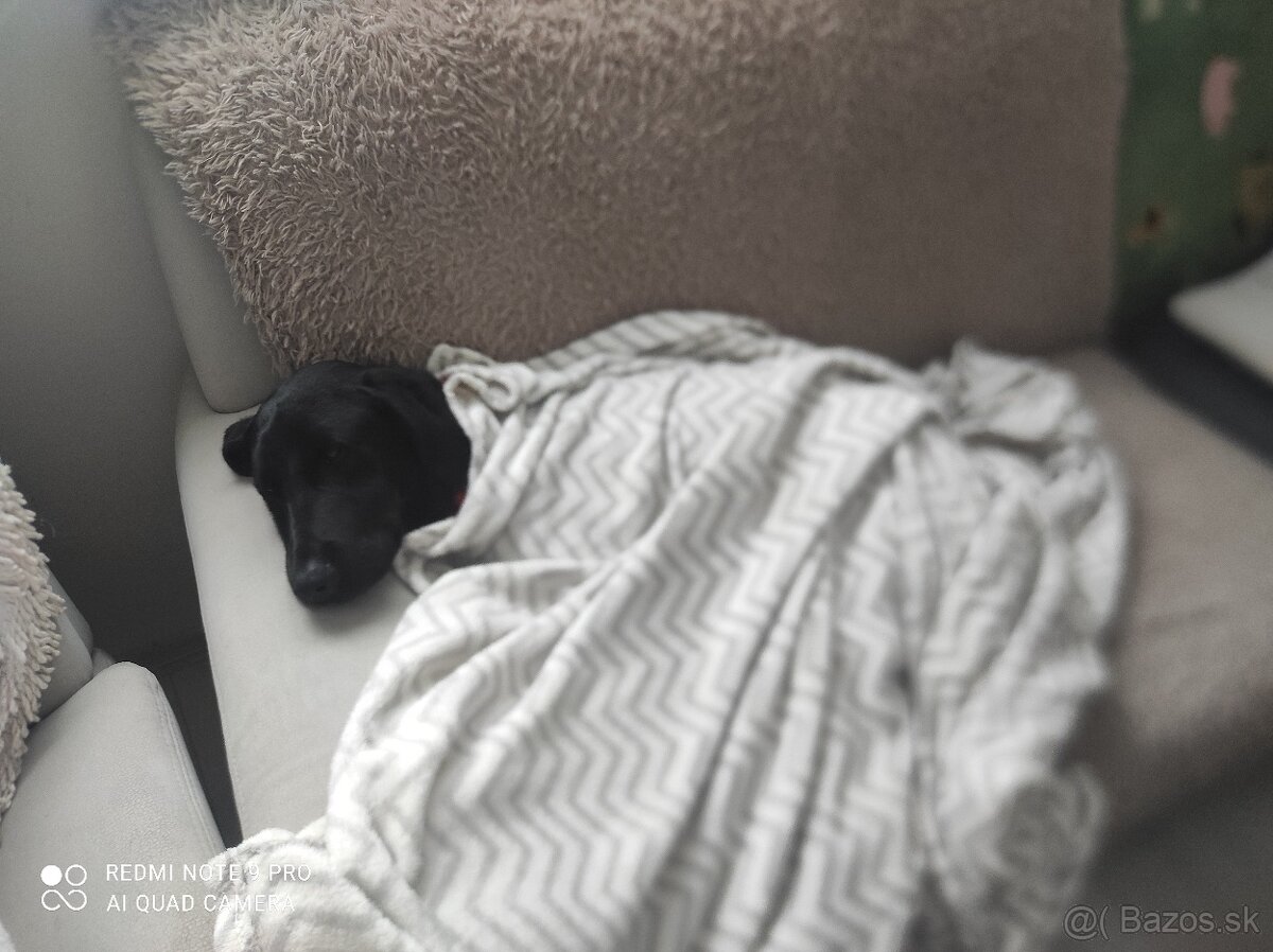 Labrador Števko - 3