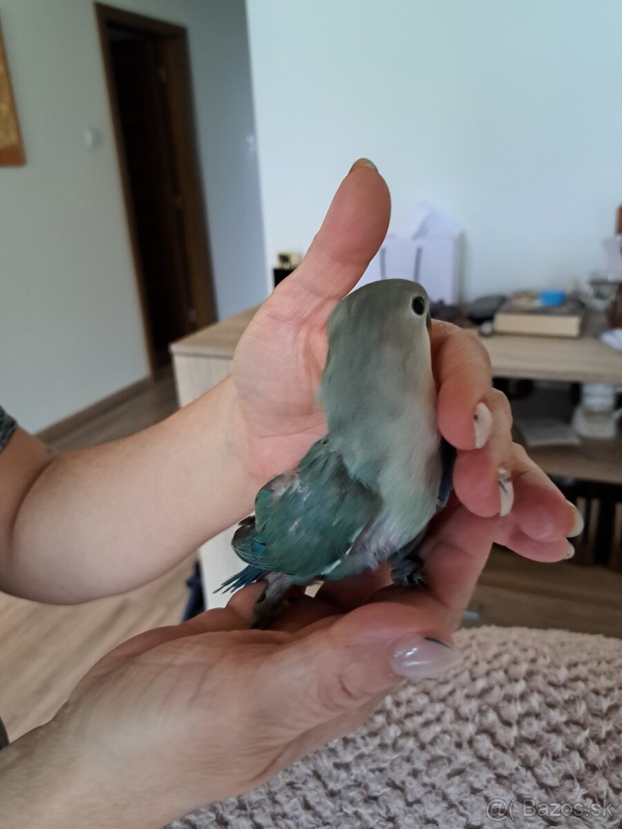 Agapornis ružovohrdlý - 3