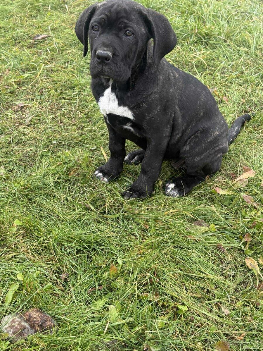 Cane Corso šteniatka - 3