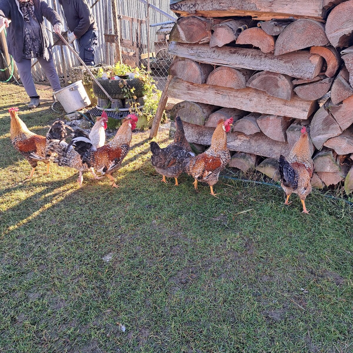 Predam 4ks kohutov Leghorn - 3