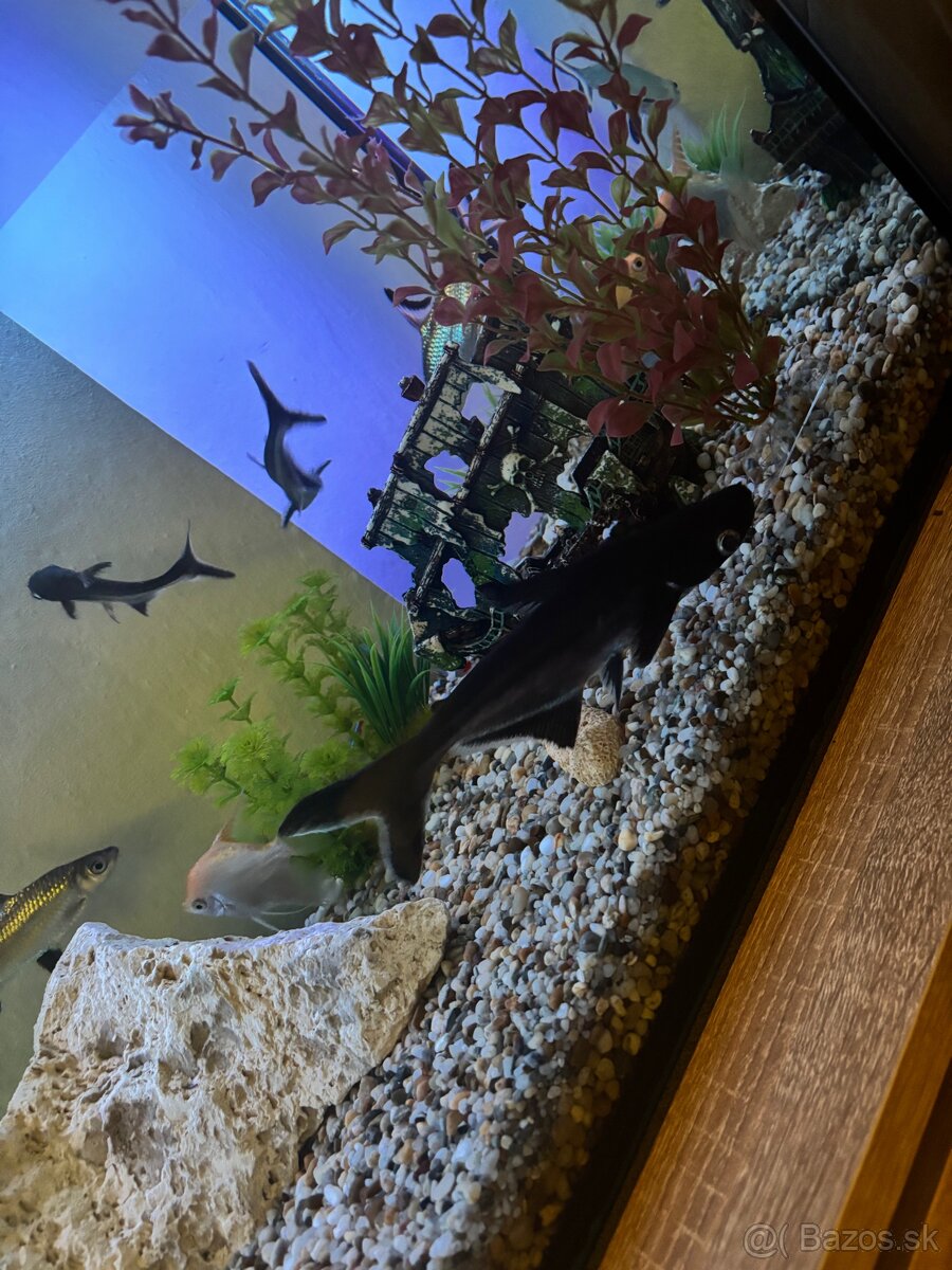 Akvárium - 3