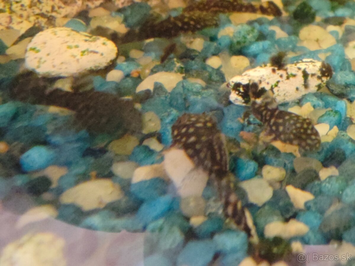 Prisavnik obyčajný - 3