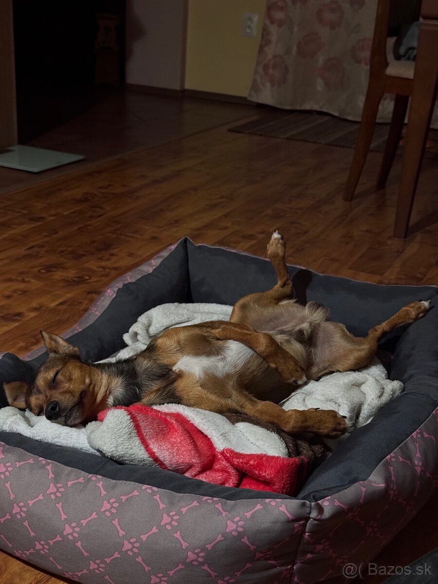 Psík na nakrytie - 3