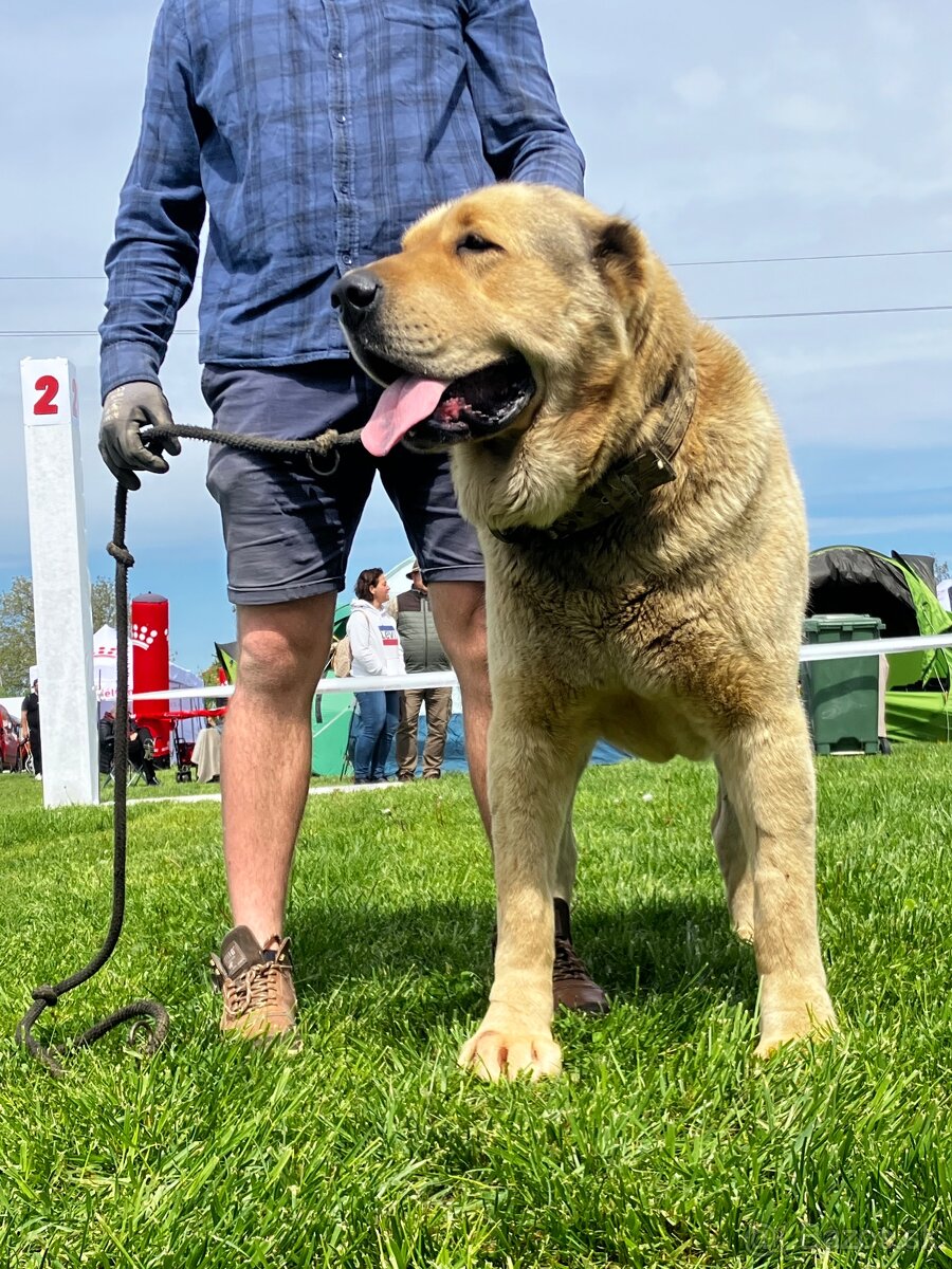 Stredoázijský ovčiak - krytie - PP - 3