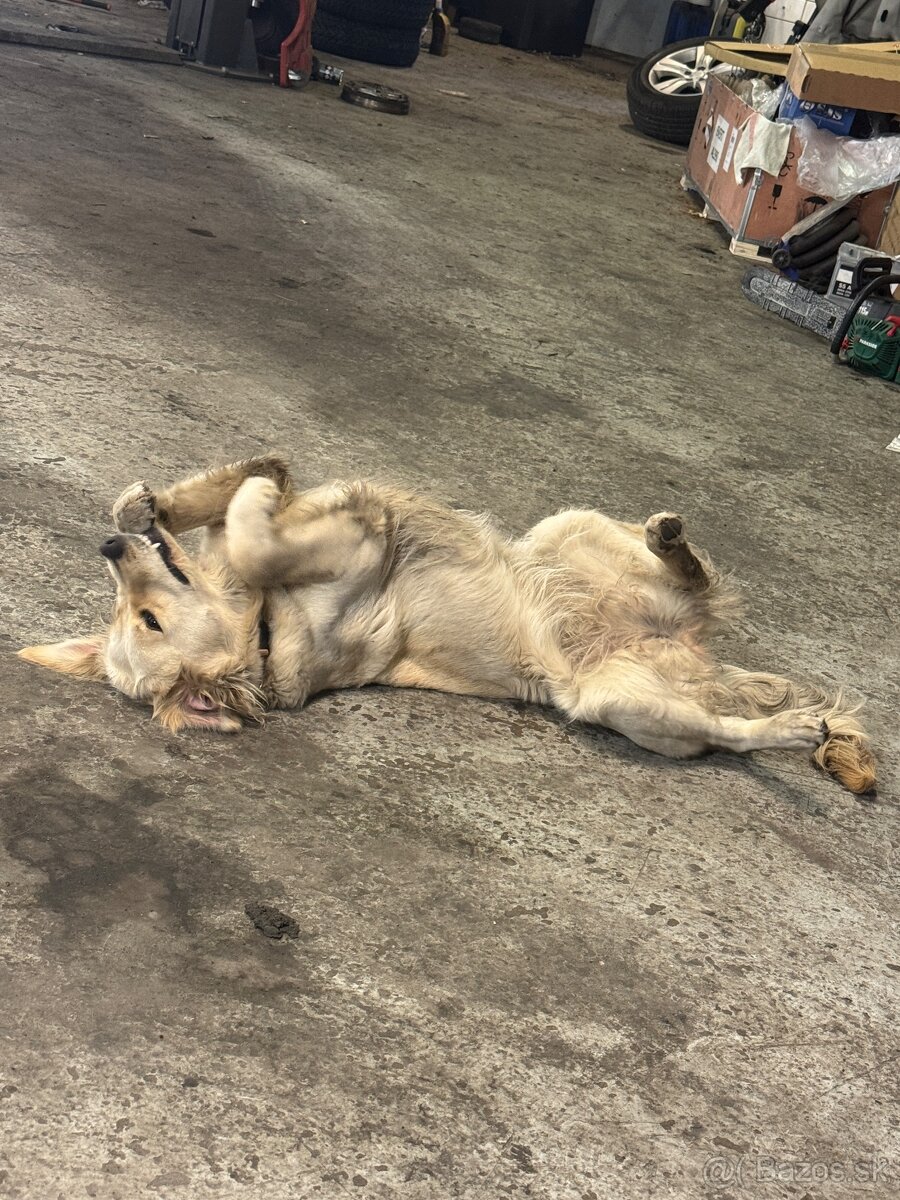 Zlatý retríver - 3