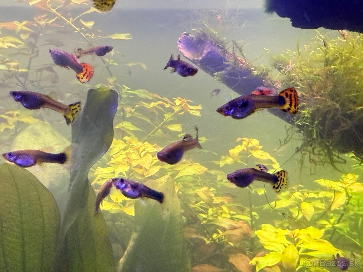 Predám Krevetky, mini ráčiky, gupky, kotúľky. - 3