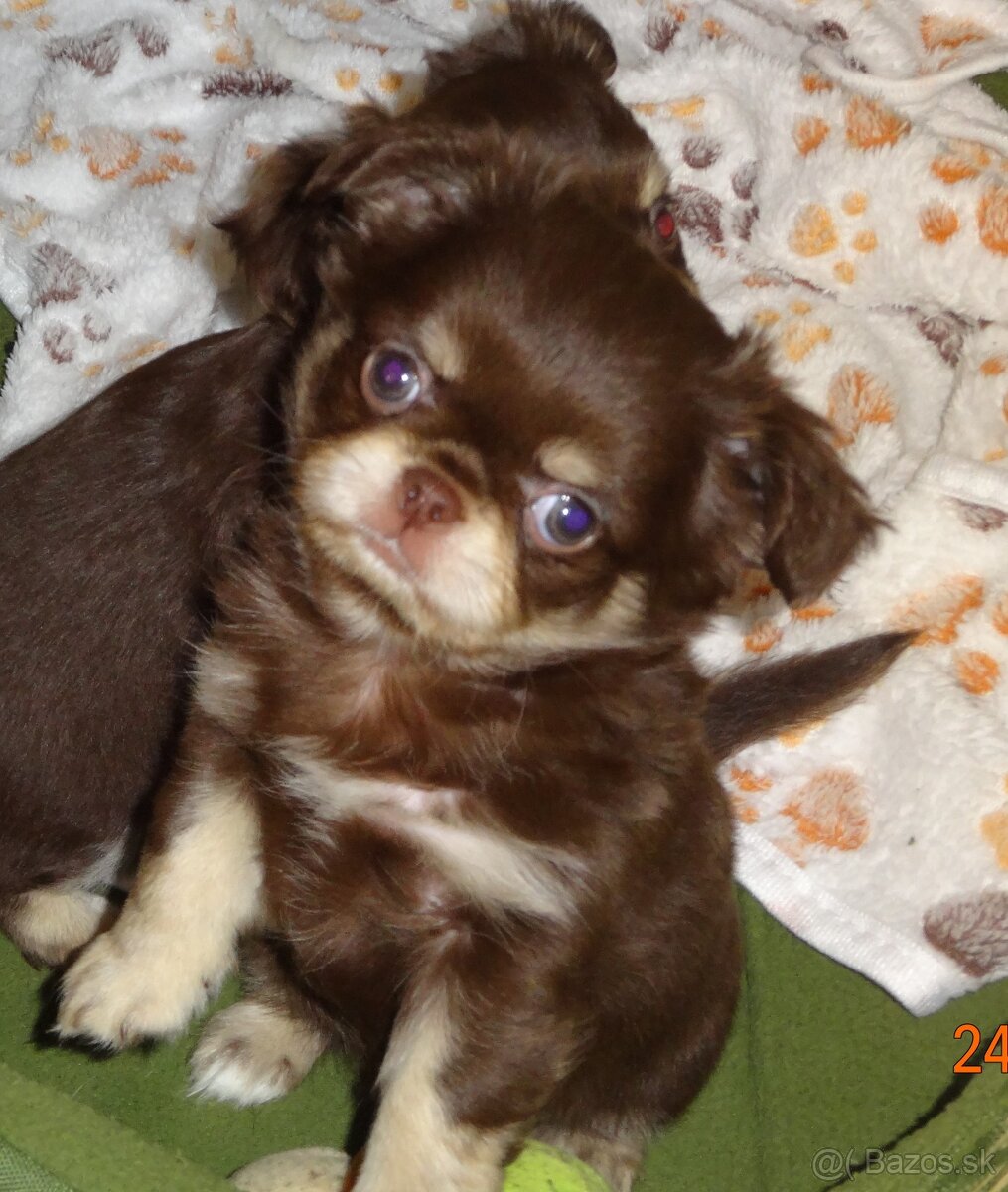 civava krátkosrstá,dlhosrstá. - 3