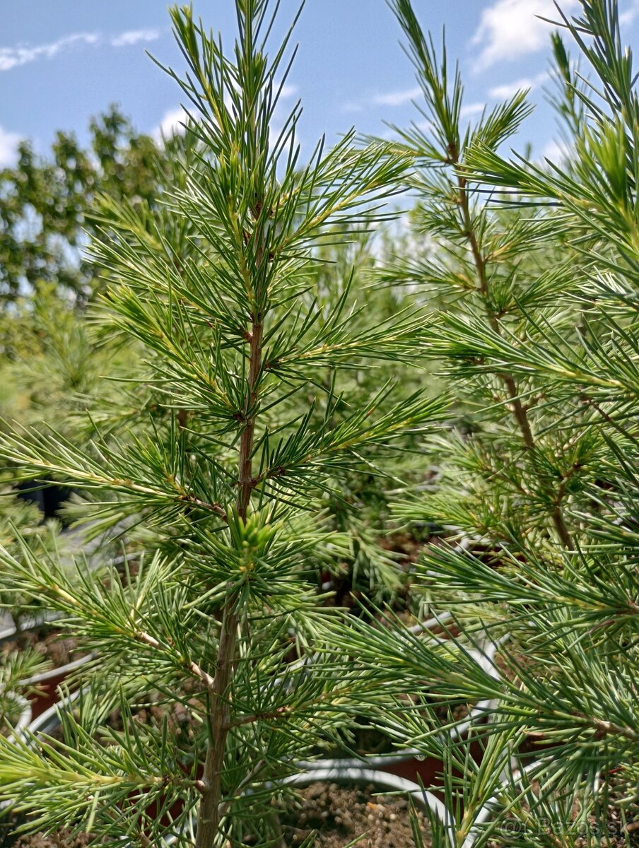 Céder libanonský - 3