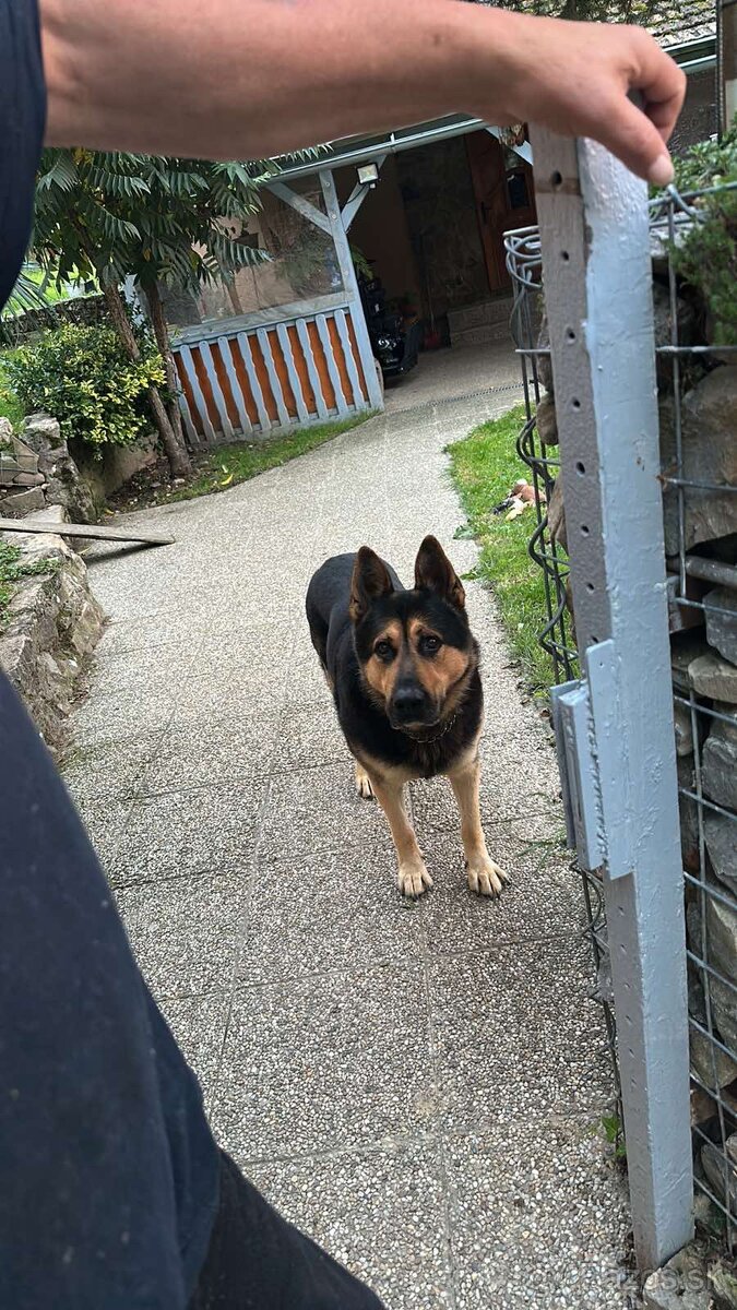 Nemecký ovčiak na krytie - 3