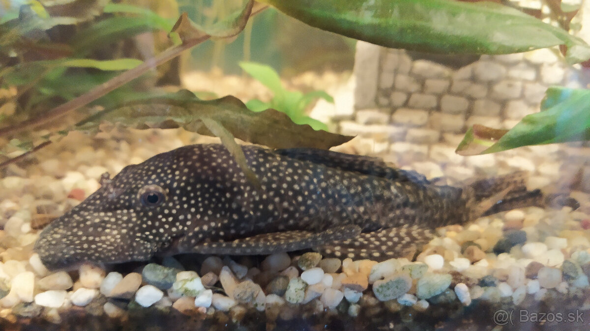 Prisavníky a krevety - 3