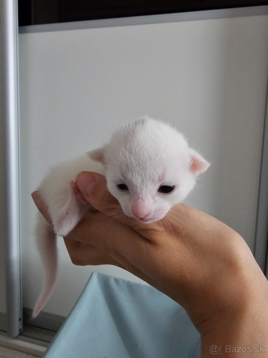 Ruská modrá biela- mačiatko na predaj - 3