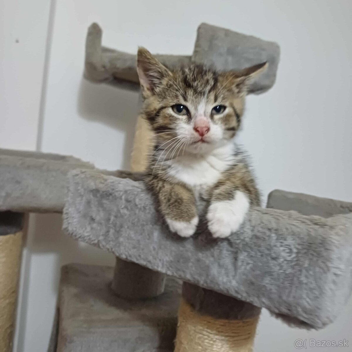 Darujem mačiatka - 3