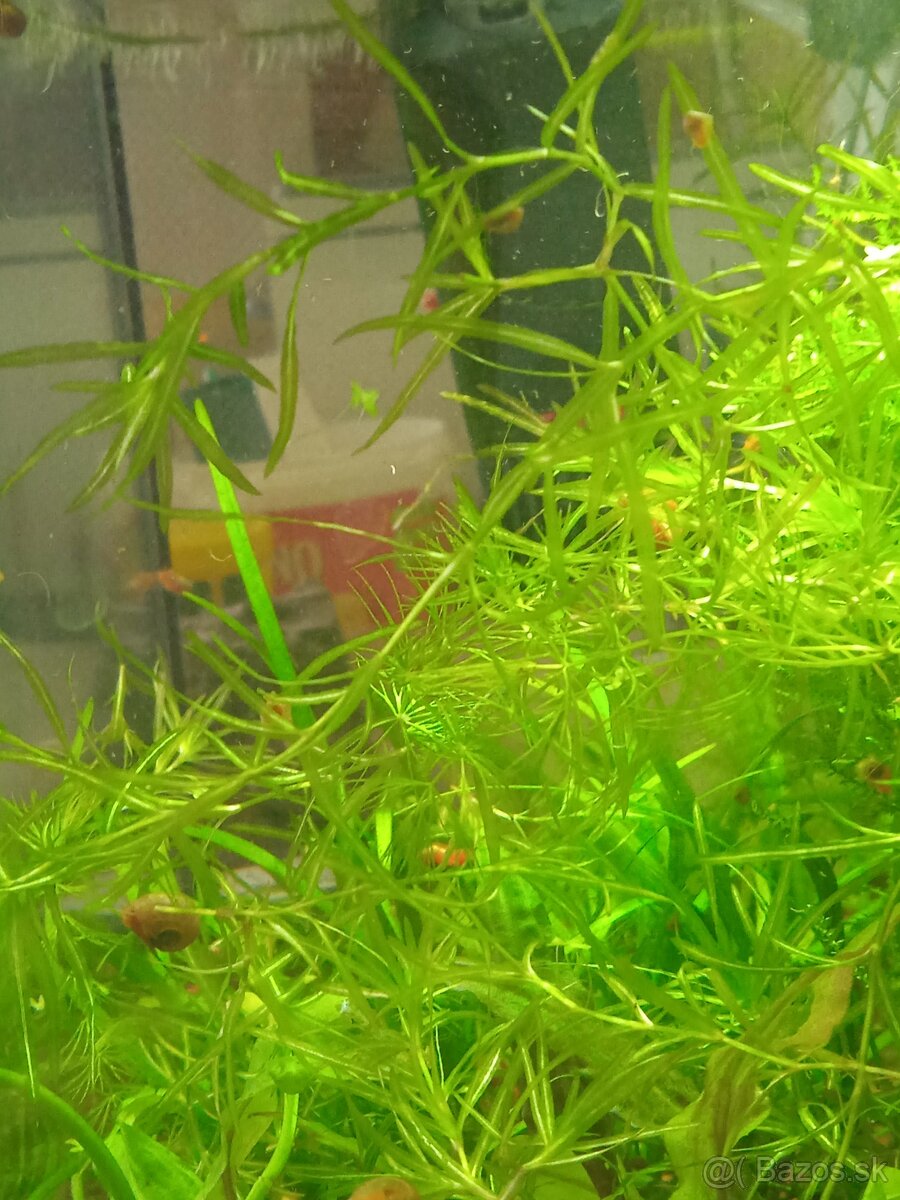 Rastliny do akvária - 3
