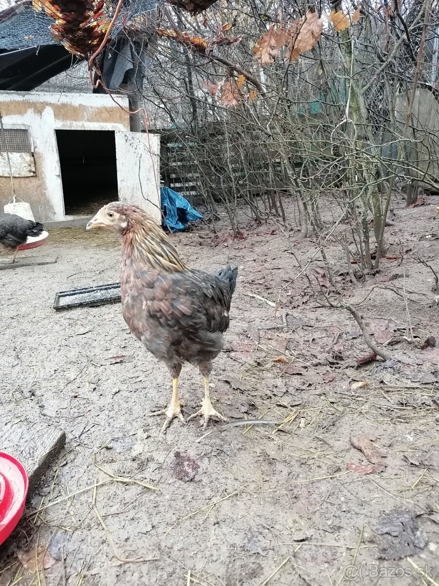 Vlaška jarabicia - 3