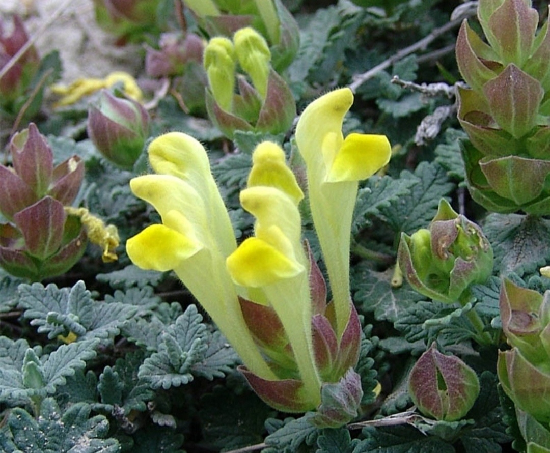 Vzacna skalnicka Scutellaria orientalis - 3