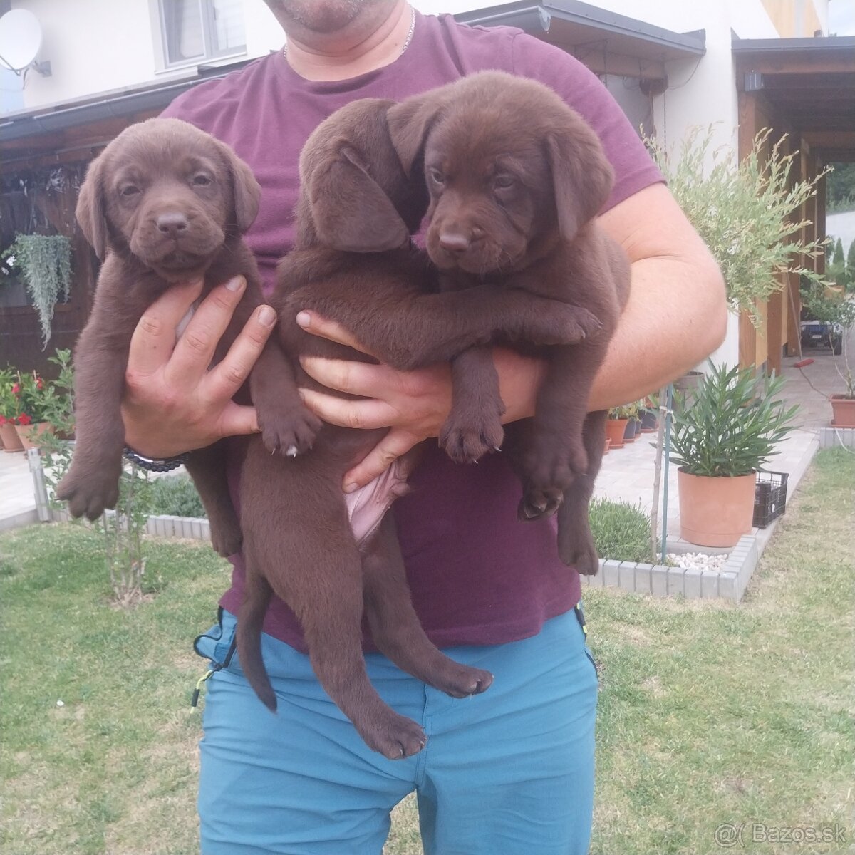 Šteniatka labradora - 3