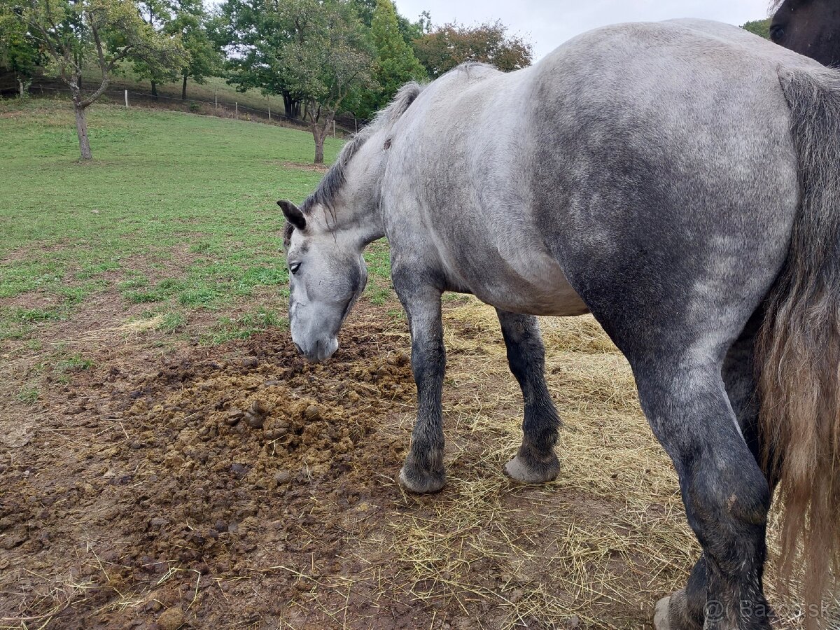 Percheron kobyla z PP plný pôvod - 3