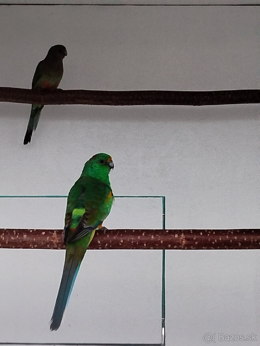 Papagáj mnohofarebný - 3