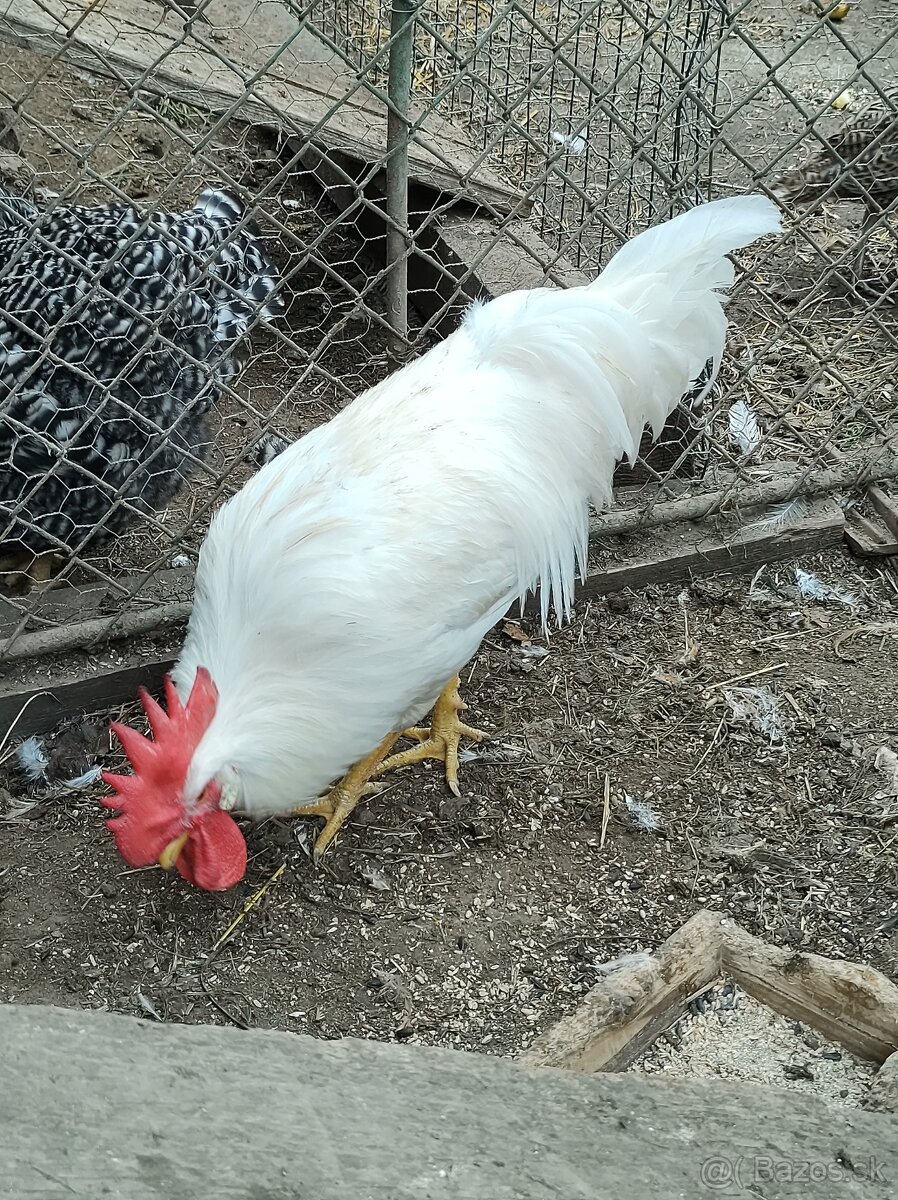 Australorpky Leghorn - 3