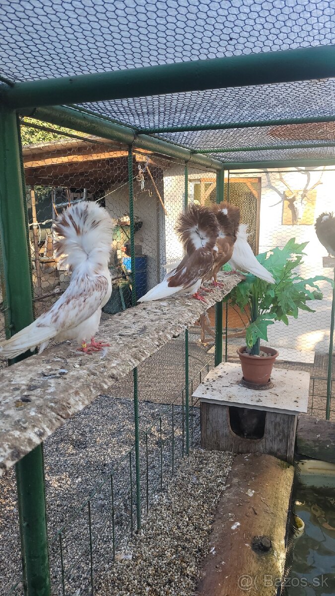 Holuby Parohnare,Kapuciny,Poštove biele - 3