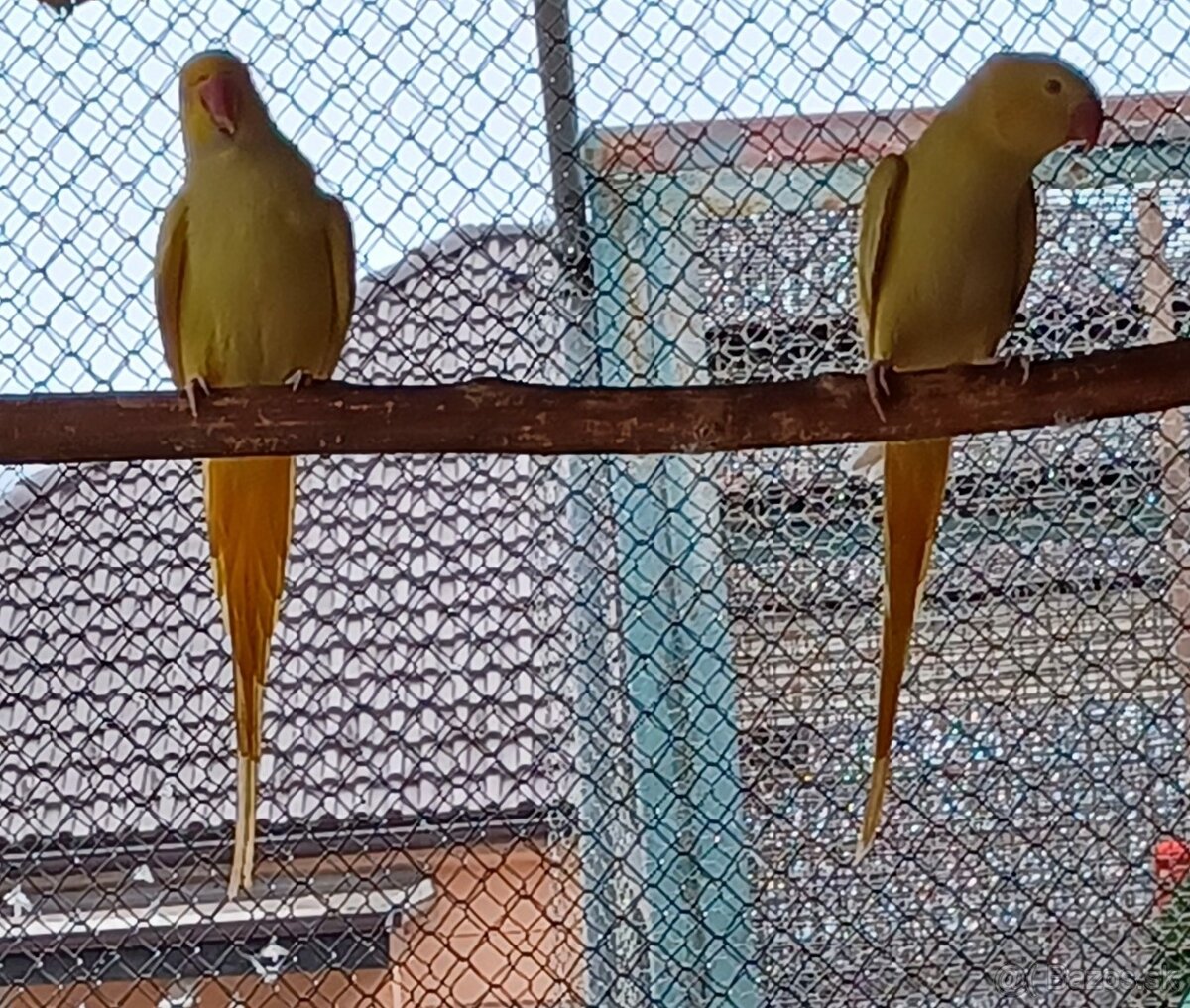 Predám papagájov: - 3