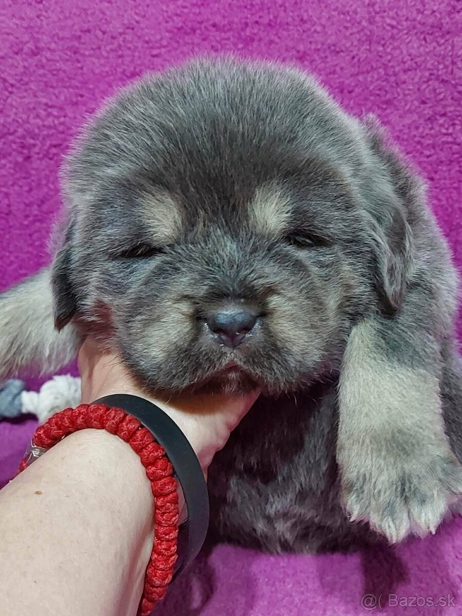 Tibetan Mastiff s PP - 3