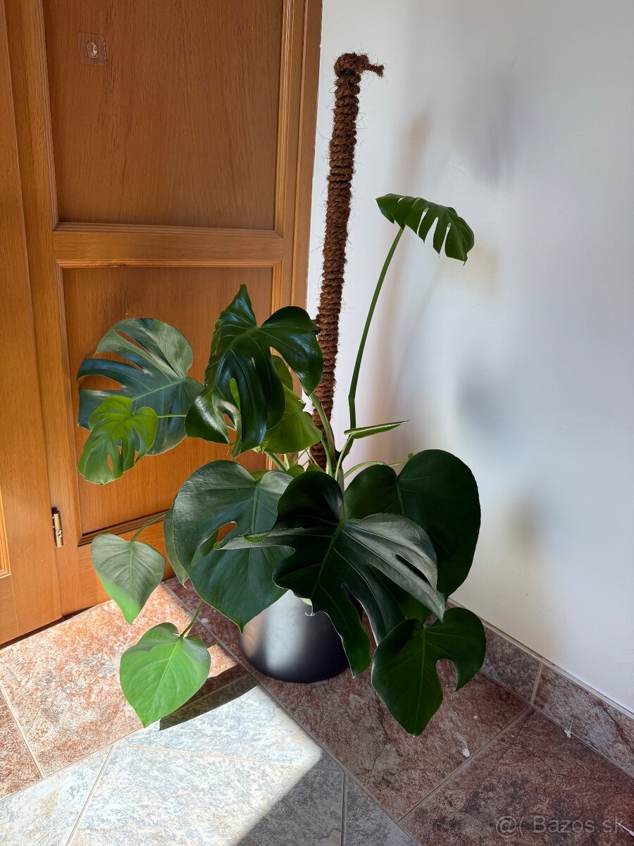 Monstera Deliciosa - 3