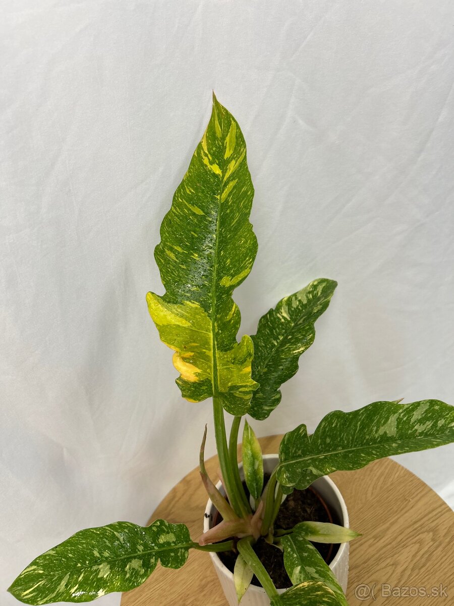 Philodendron ‚Ring of Fire‘ - 3