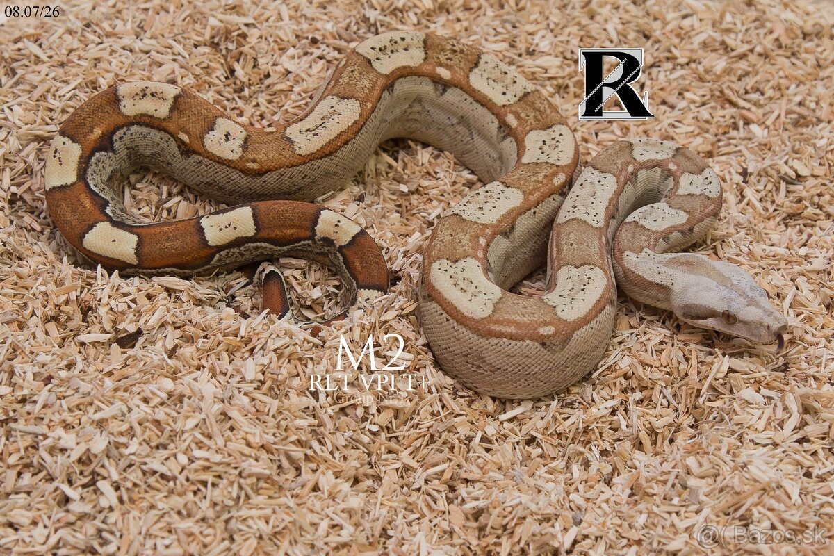 Boa constrictor - 3