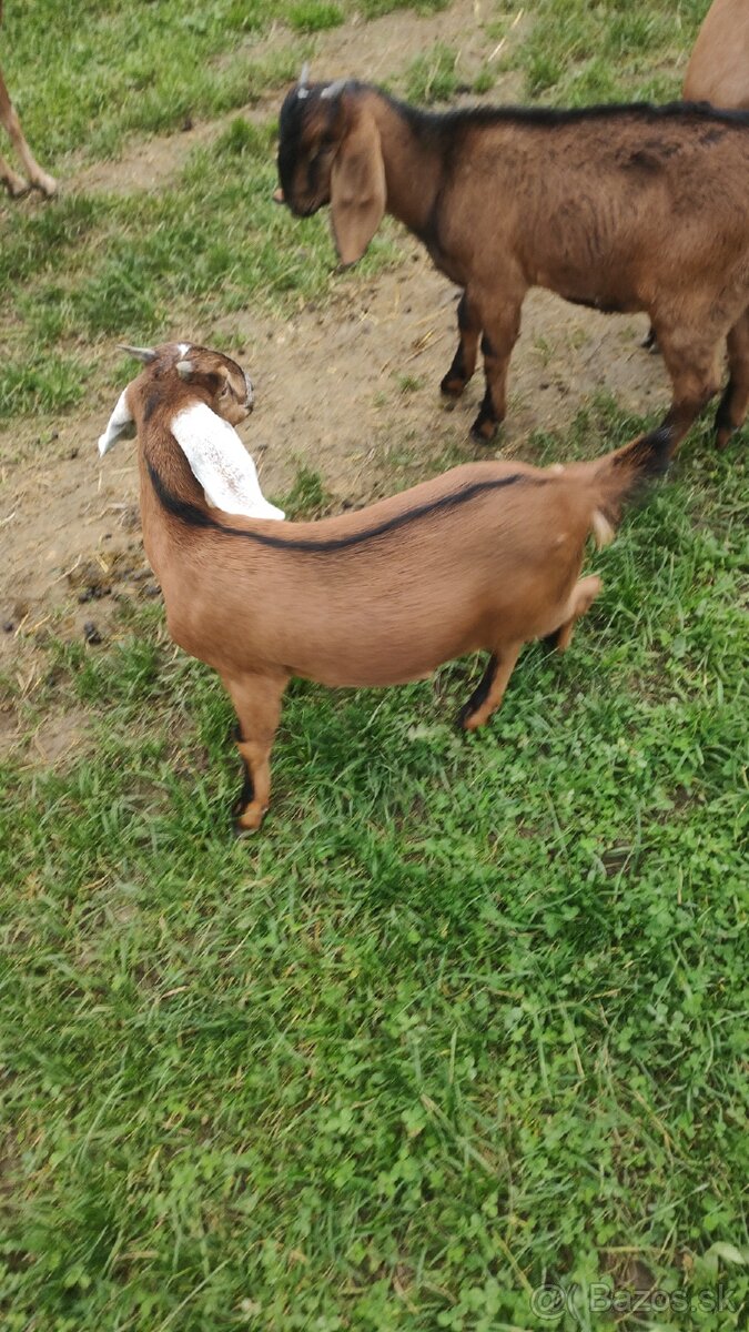 Predám kozičku a capka. - 3