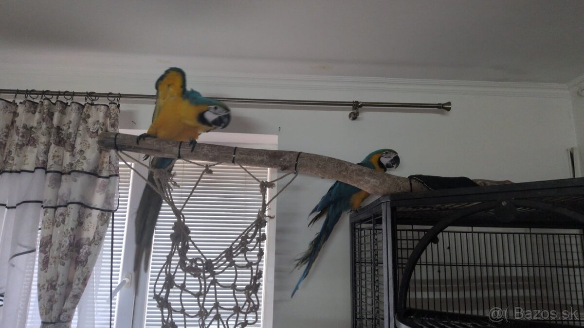 Ara Araruna Párik - 3