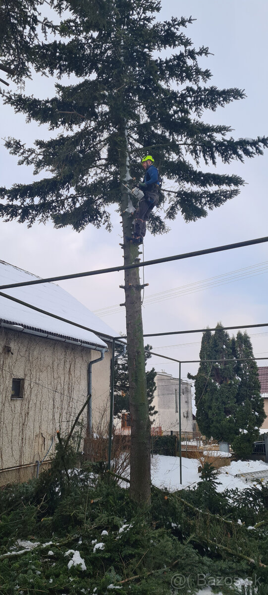 Rizikový výrub a orez stromov - 3