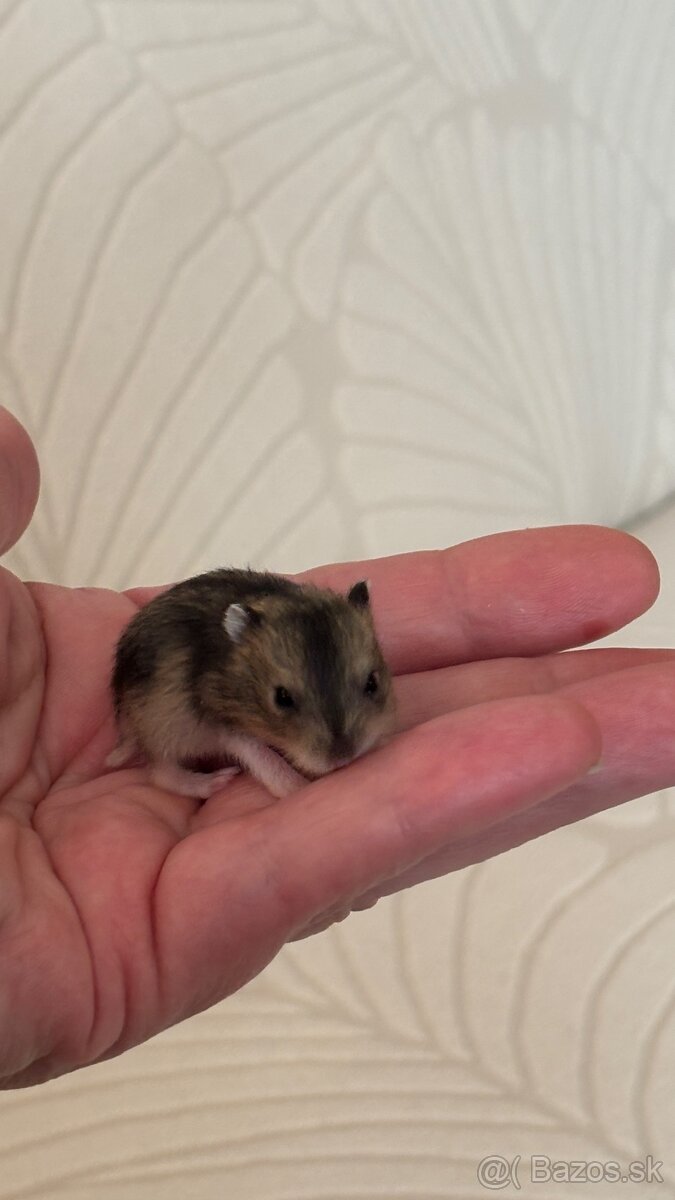 šrečky džungalske - 3