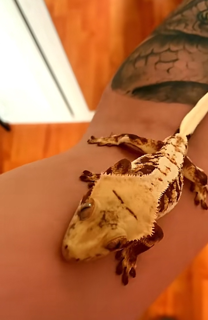 Pagekon riasnaty - 3