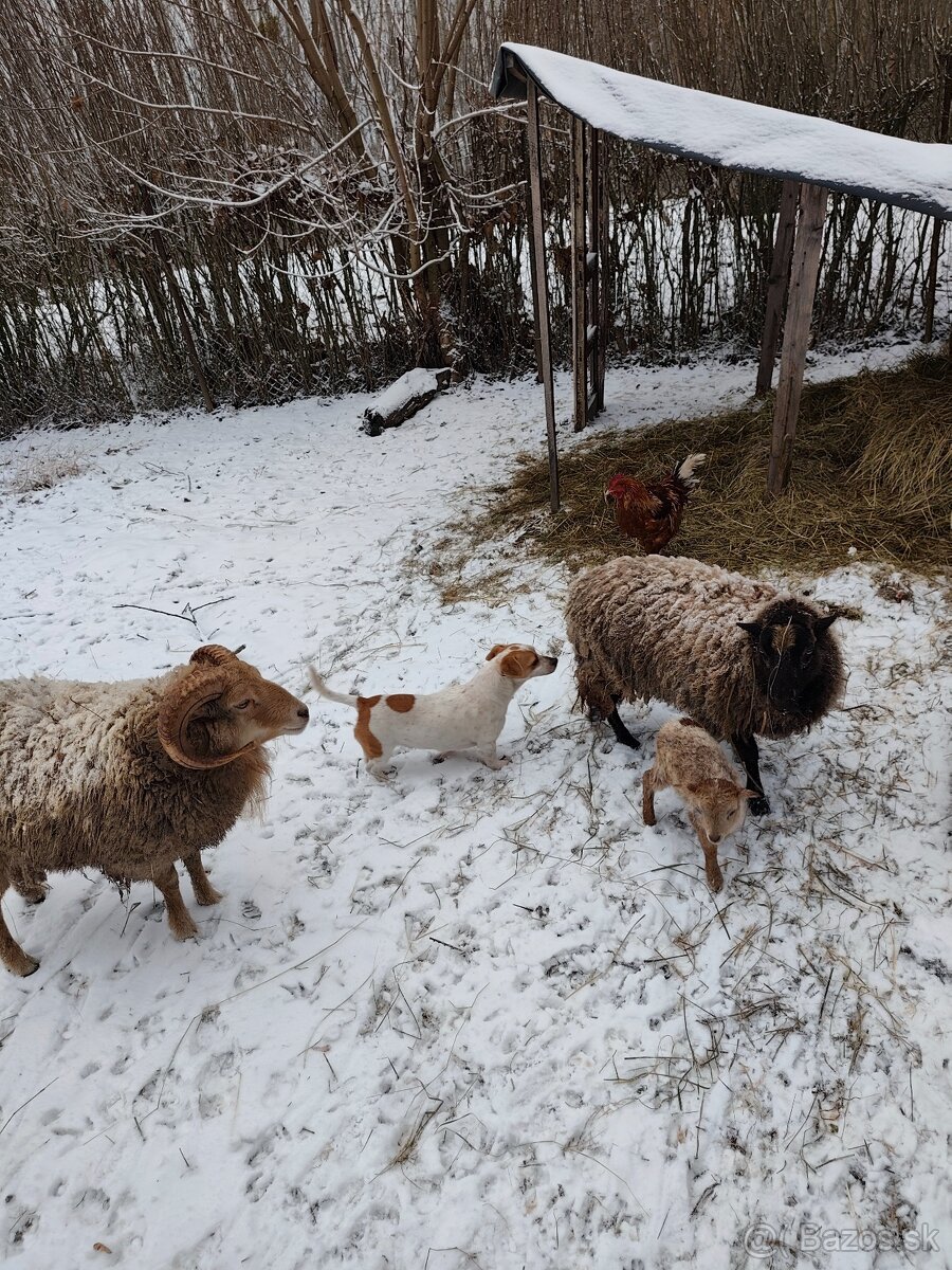 Baranček, Ouessantská ovca - 3