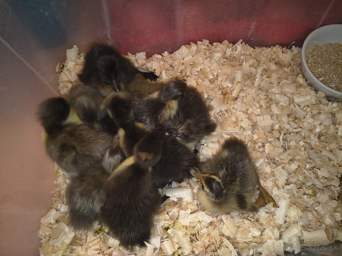 Kačiatka - Indických bežcov - 3