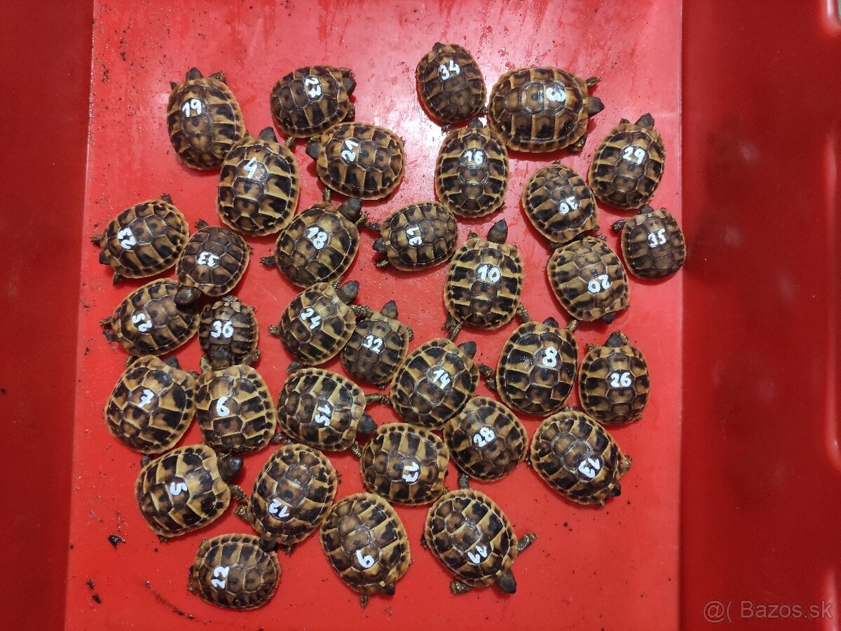 Suchozemská korytnačka -vlastný odchov 2025, príjem rezervác - 3