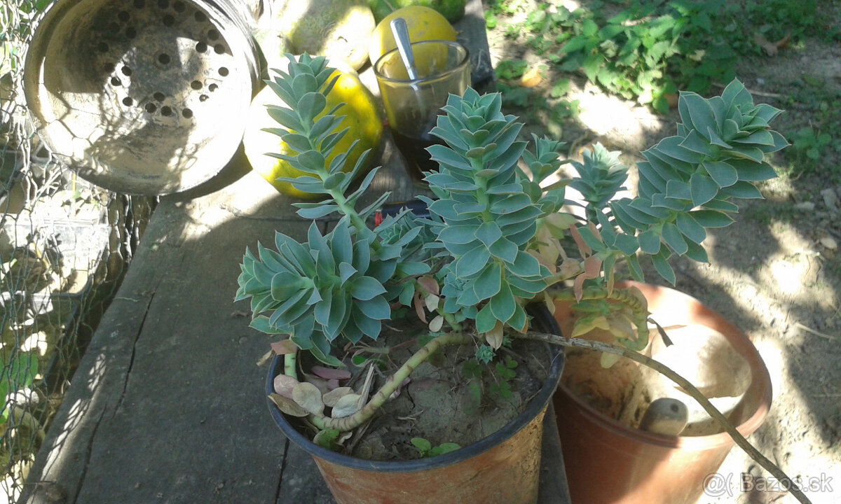 Euphorbia polychroma - 3