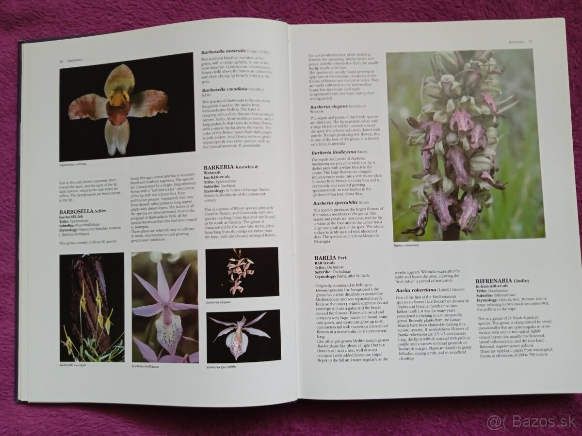 Ilustrovaná encyklopédia orchideí v angličtine - 3