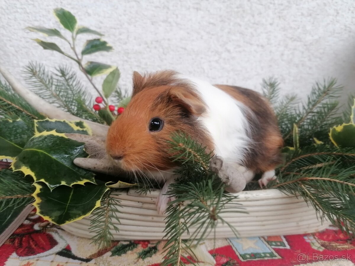 Morčatá a zdrobnený králik - 3