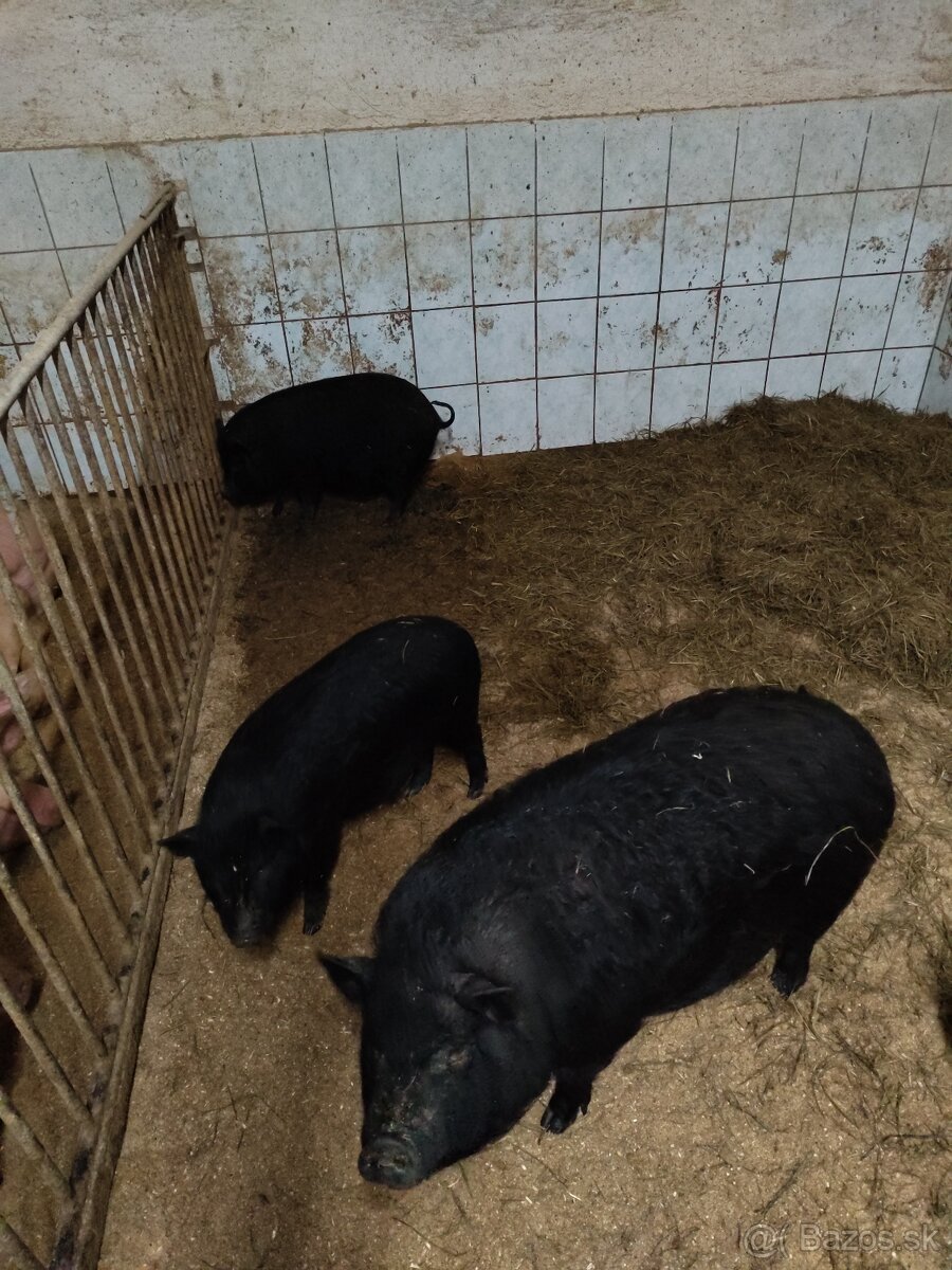 Vietnamské prasce - 3